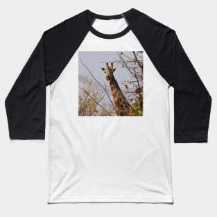 Male giraffe on a safari in Botswana Baseball T-Shirt